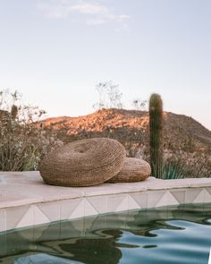 a hat sitting on the edge of a swimming pool next to a cactus and cacti