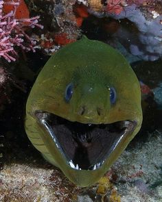 a green fish with it's mouth open and its teeth wide open on the ocean floor