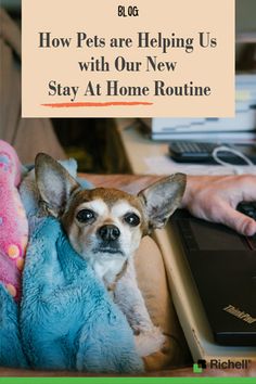 a small dog sitting on top of a couch next to a person using a laptop