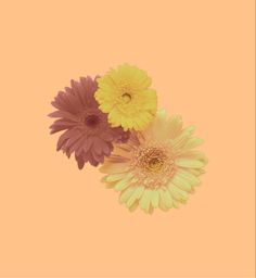 three different colored flowers on an orange background