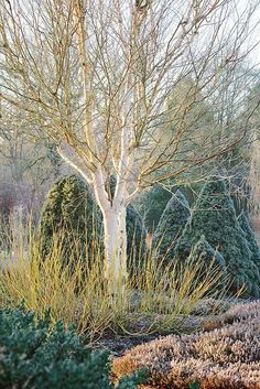 a tree in the middle of some bushes