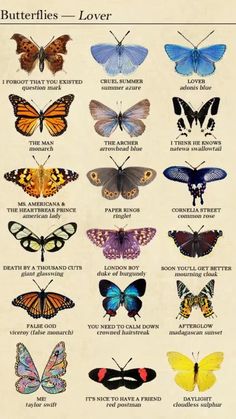 the different types of butterflies that are on display