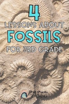 four lessons about fossils for 3rd grade with text overlay that reads 4 lessons about fossils for 3rd grade