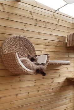 a cat is laying in a hammock shaped like a bird house on the wall