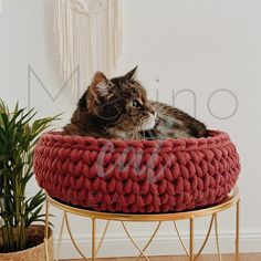 a cat sitting in a red knitted bed on top of a table next to a potted plant