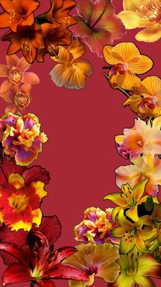 an image of colorful flowers on a red background