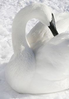 a white swan sitting in the snow with it's head turned to the side