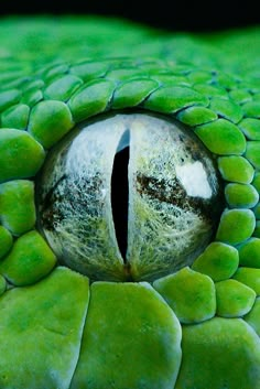 a close up view of the eye of a green snake's skin, with its mouth