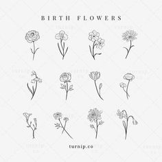 the different types of flowers drawn by hand