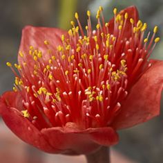 a red flower with yellow stamens on it