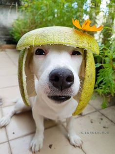 a white dog wearing a banana hat on top of it's head and looking at the camera