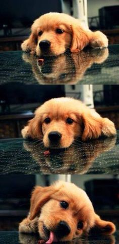 a golden retriever puppy laying on top of a table with its tongue hanging out