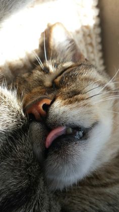 a close up of a cat laying down with its eyes closed and it's tongue hanging out