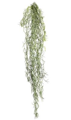 a plant with green leaves hanging from it's side on a white background,