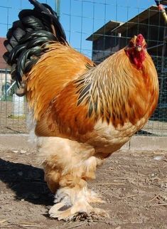 a rooster is standing in the dirt near a fence