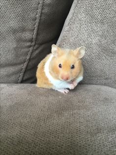 a brown and white hamster sitting on top of a gray couch