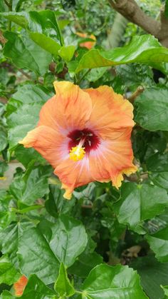 an orange flower with red center surrounded by green leaves