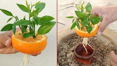 an orange is being held up to show the inside of it's planter