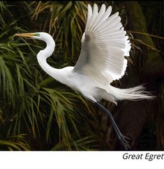 a large white bird flying through the air