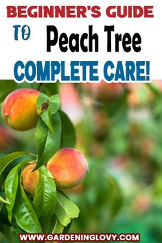 the beginner's guide to peach tree complete care