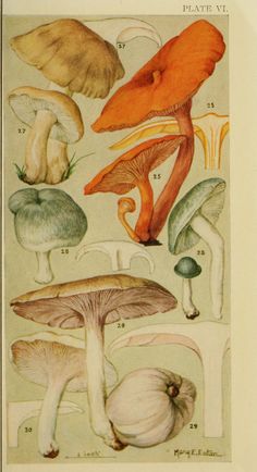 an illustration of different types of mushrooms on a page in a book, with the title plate vi