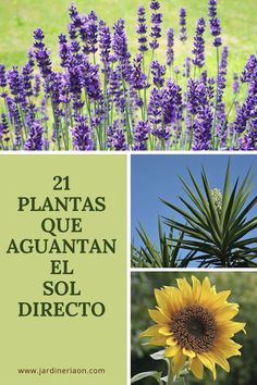 lavenders and sunflowers with the words 21 plantas que aguantan el sol