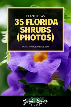 purple flowers with the words 35 florida shrubs photos in yellow and black overlays