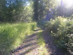 the sun shines brightly through the trees and grass on this dirt path in the woods