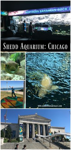 there are many different pictures with the words shedd aquarium chicago on it and below them