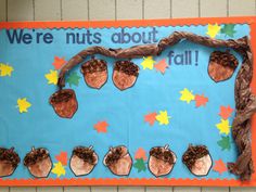 a bulletin board with leaves and acorns on it that says we're nuts about fall