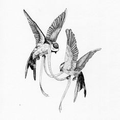 two birds flying next to each other in the air