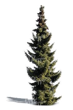 a tall pine tree is shown against a white background