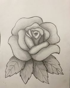 a pencil drawing of a rose with leaves