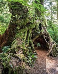 an old tree with moss growing on it's roots in the middle of a forest