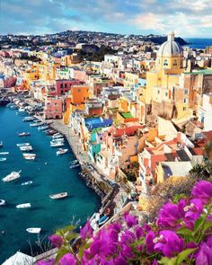 an aerial view of the colorful buildings and boats in the water, with pink flowers growing on the foreground