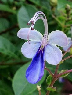 a blue and white flower with green leaves in the background