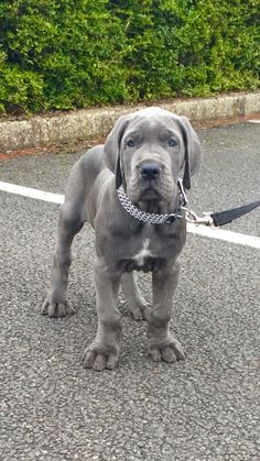 a large gray dog with a chain on it's collar is standing in the street