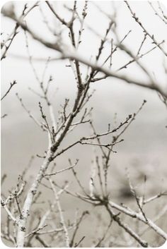 a bird perched on top of a tree next to some branches with no leaves in it