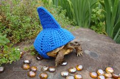 a turtle wearing a blue crocheted hat on top of it's head