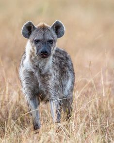 a spotted hyena standing in the middle of a dry grass field, looking at the camera