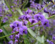 purple flowers with green stems in the foreground