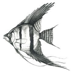 a pencil drawing of a fish with black and white stripes on it's body