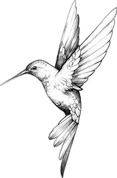 a hummingbird flying in the air with its wings spread