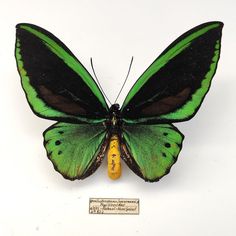 Butterfly Ornithoptera priamus liornemanni Papilionidae 1971 Size: 10cmx13cm More about the seller PORTUSCALLE NUMISMATICA is a company in Portugal that specializes in selling historical coins, as well as historical documents, vintage toys and musical memorabilia. We have a strong online presence and a large and enthusiastic customer base, which extends far beyond the borders of Europe. Through our experience, we are able to guarantee quality and authenticity in all the products we offer for sal Historical Coins, Beyond The Border, Alice Angel, Divine Mother, Butterfly Pictures