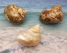 three seashells sitting on the beach near the ocean water and one shell is upside down