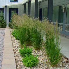 some very pretty plants by the side of a building with gravel and rocks on it