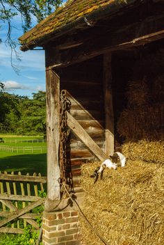 a goat laying on top of a pile of hay next to a wooden fence and building