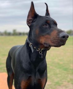 a black and brown dog standing on top of a grass covered field