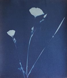 two white flowers are in a vase on a blue tablecloth, with the stems still attached