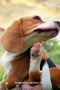 a brown and white dog laying in the grass with it's paw up to its mouth